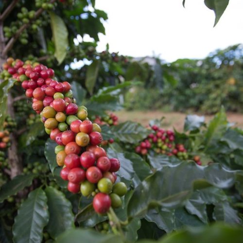 Café recua em Nova York com previsão de safra recorde