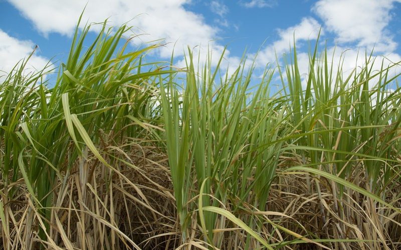 Cana-de-açúcar ganha novo zoneamento de risco climático