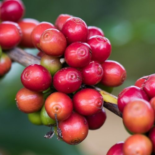 Pressão de oferta derruba preços do café em Nova York