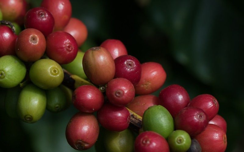 Preço do café sobe com onda de calor atuante em lavouras do Brasil