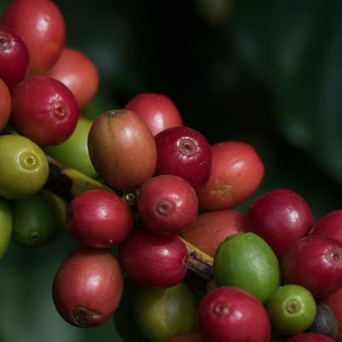 Volátil, café registra leve queda na bolsa de Nova York