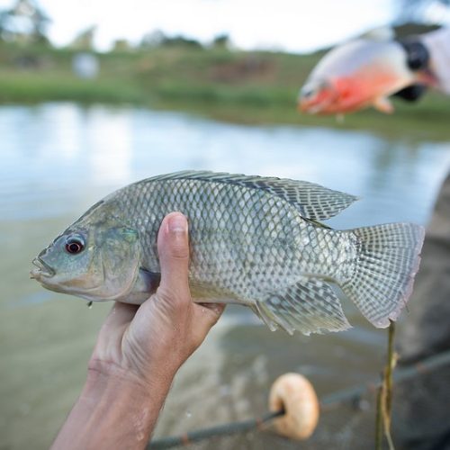 Bem-estar animal é desafio para cadeia de peixes no Brasil