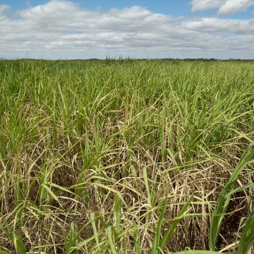 ‘Inimigo silencioso’ pode causar perdas de até 50% na cana-de-açúcar