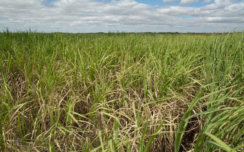 ‘Inimigo silencioso’ pode causar perdas de até 50% na cana-de-açúcar