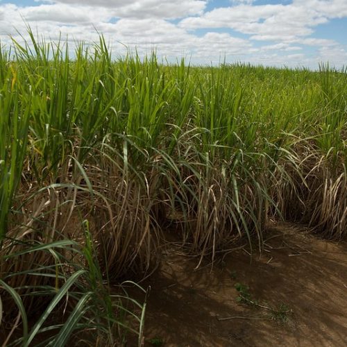 Produtividade menor dos canaviais derruba produção de açúcar por hectare, diz CTC