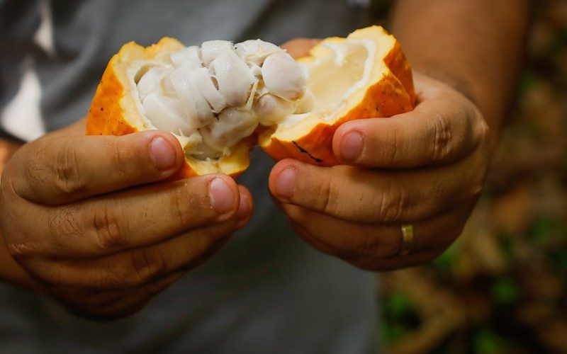 Preços do cacau recuam em NY com dados de moagem na Ásia