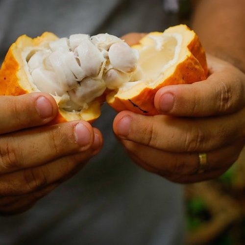 Cacau segue com preços em queda na bolsa de Nova York