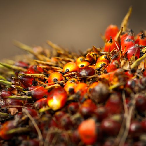 Agropalma anuncia retomada da produção de biodiesel no Pará