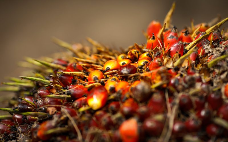 Agropalma anuncia retomada da produção de biodiesel no Pará