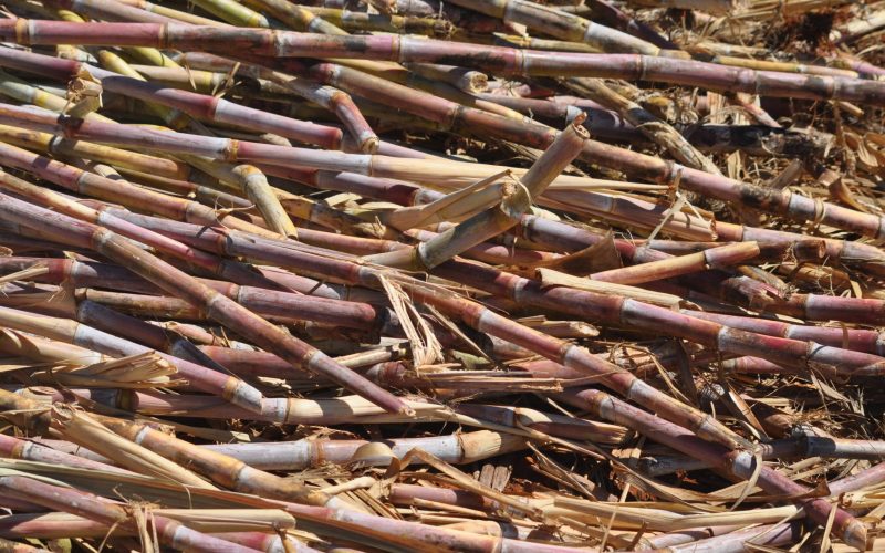 Produtores de cana do Nordeste buscam ajuda contra efeitos do tarifaço americano