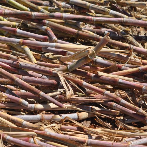 Produtores de cana do Nordeste buscam ajuda contra efeitos do tarifaço americano