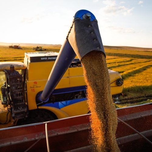 Colheita de arroz começa no RS e vendas devem aumentar nas próximas semanas