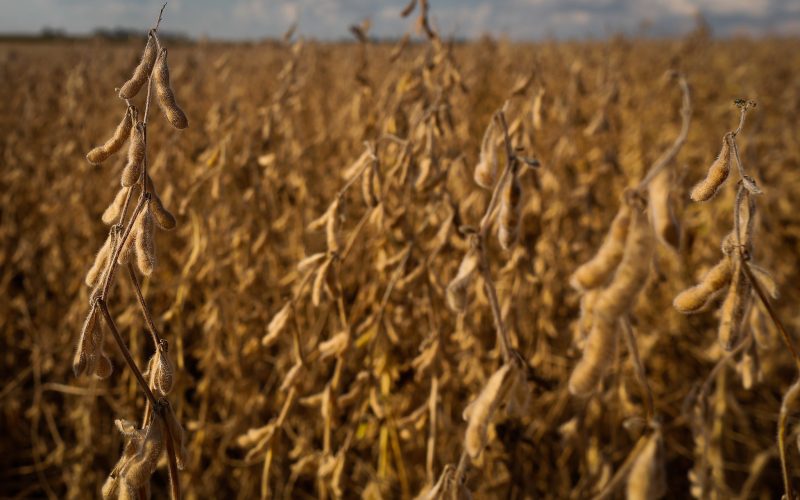 Preço da soja volta a cair no Brasil