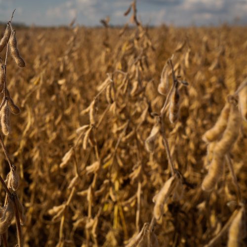 Preço da soja volta a cair no Brasil