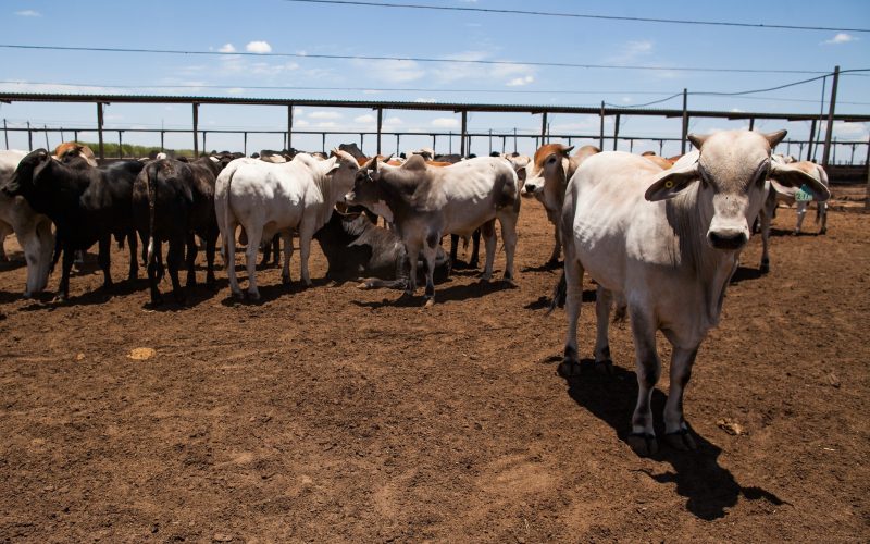 Tanzânia abre mercado para 14 produtos brasileiros