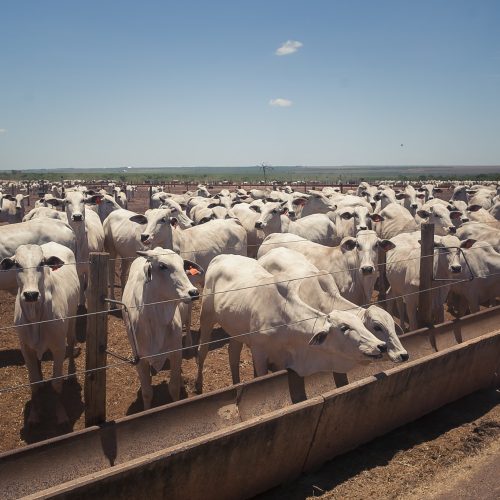 Preço do boi gordo sobe no Estado de São Paulo