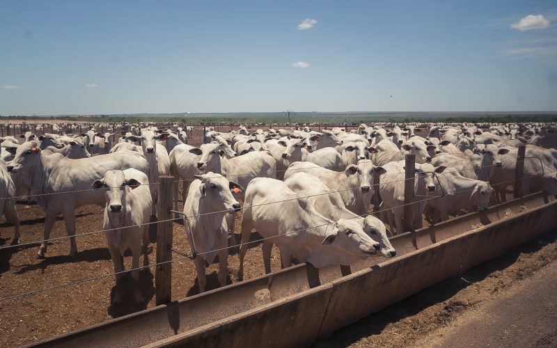 Preço do boi gordo sobe no Estado de São Paulo