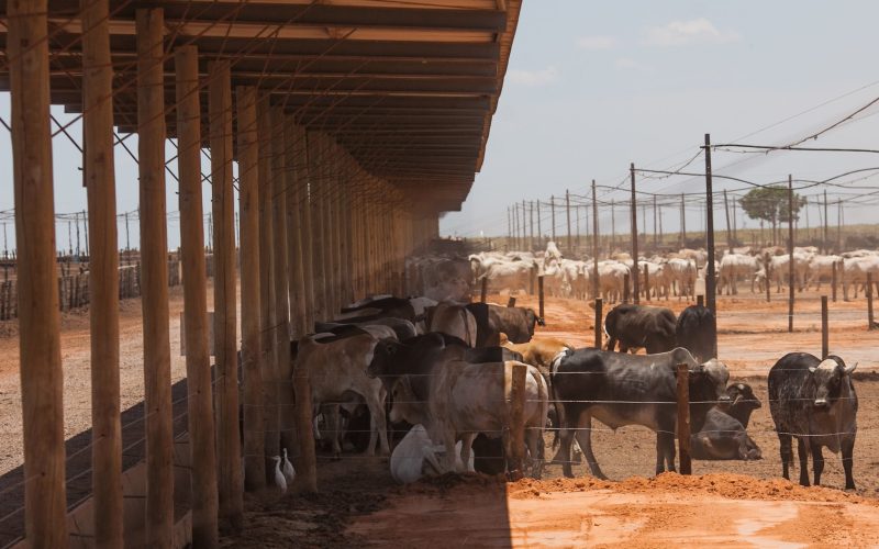 Custo de confinamento registrou queda em todas as regiões em 2025