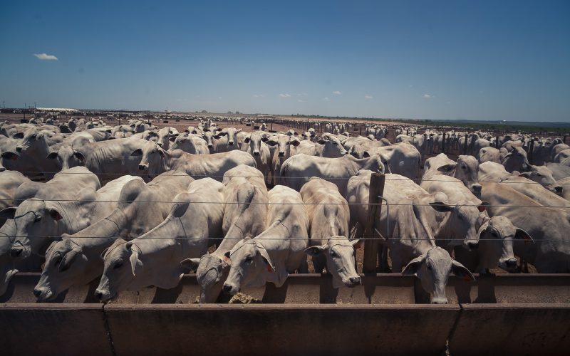 Abates de bovinos, suínos e aves cresceram no segundo trimestre de 2025