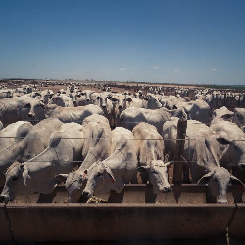 Preço do boi gordo encerra outubro com alta de quase 5% no mês