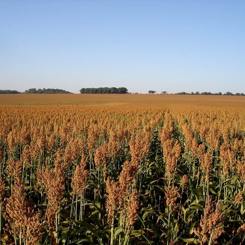 Avanço das usinas de etanol de milho fomenta avanço do cultivo de sorgo