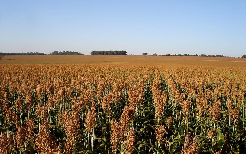 Avanço das usinas de etanol de milho fomenta avanço do cultivo de sorgo