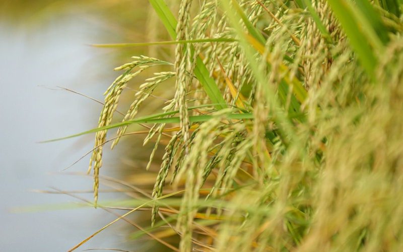 Governo do RS anuncia edital inédito para práticas sustentáveis na produção de arroz