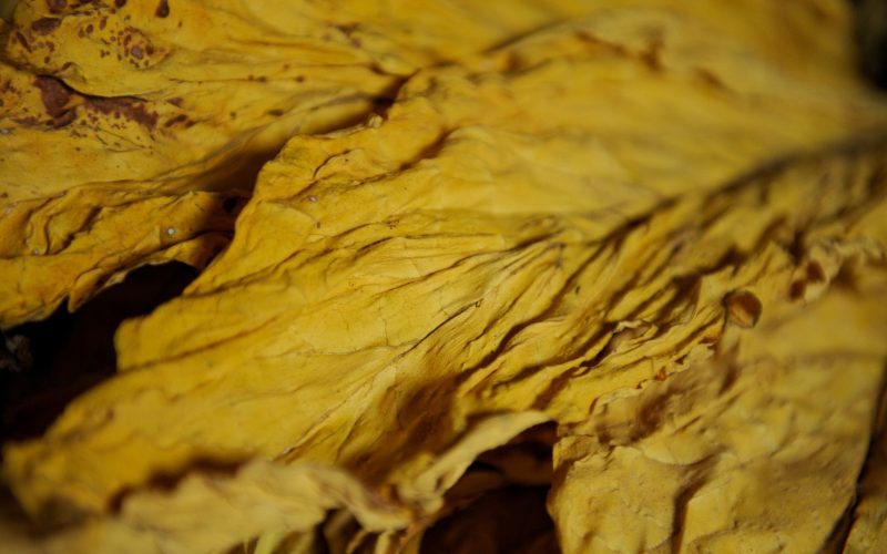 Safra de tabaco deve ser quase 5% menor no sul do país em razão do clima