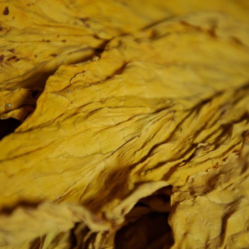 Safra de tabaco deve ser quase 5% menor no sul do país em razão do clima