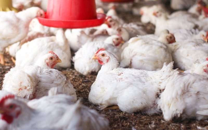 Preço do frango sobe com aumento da demanda no início de outubro