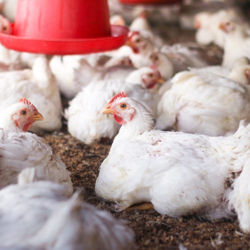 Brasil e Argentina acertam regionalização em caso de doenças respiratórias em aves