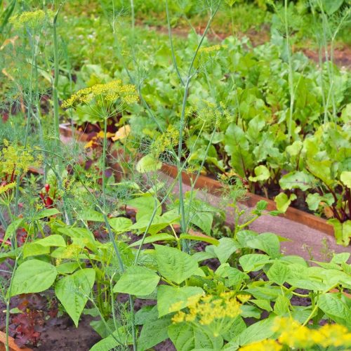 Preços pagos aos produtores rurais caem 0,71% em novembro