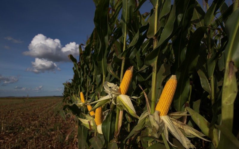 Queda do preço do milho gera incertezas sobre área de plantio na safra de verão