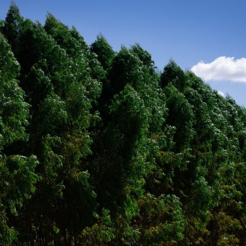 Para atender demanda por biomassa, Cargill quer ampliar área de eucalipto para 40 mil hectares