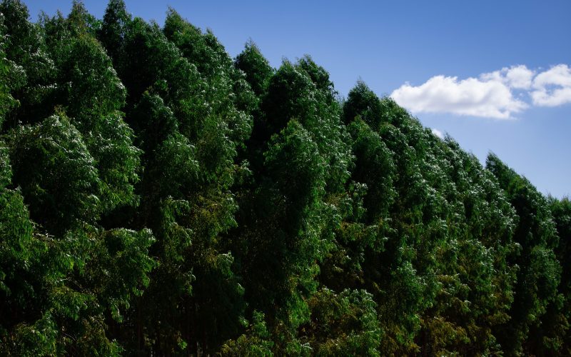 Para atender demanda por biomassa, Cargill quer ampliar área de eucalipto para 40 mil hectares