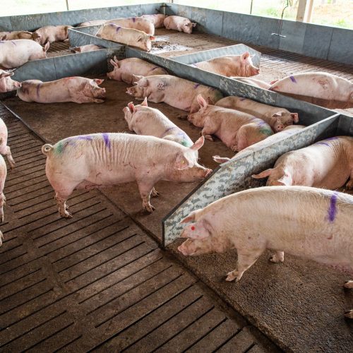 Preço do suíno sobe e eleva poder de compra do criador, diz Cepea; frango cai
