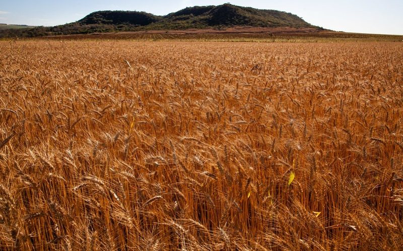 Importações de trigo aumentaram em setembro, enquanto preços recuaram no Brasil