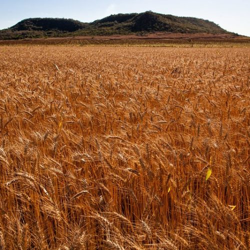 Importações de trigo aumentaram em setembro, enquanto preços recuaram no Brasil