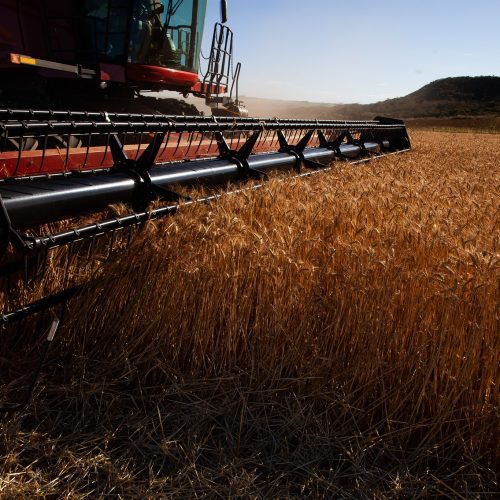 Produção de trigo supera receio com a guerra e mantém preços em baixa