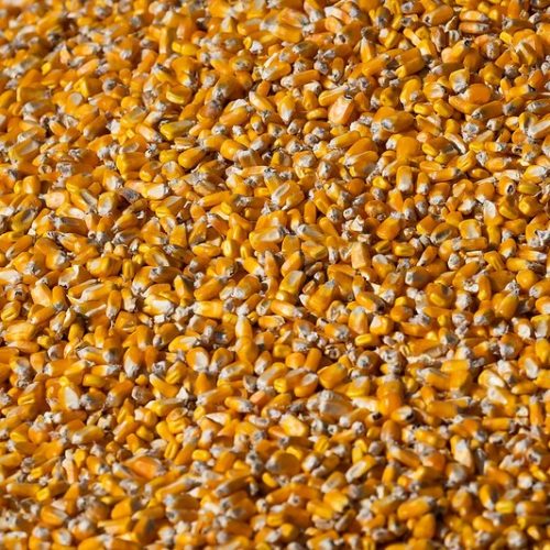 Como as tensões políticas do Irã podem afetar o comércio de milho do Brasil