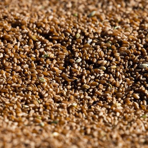 Vendas de trigo no Brasil apresentam lentidão em janeiro