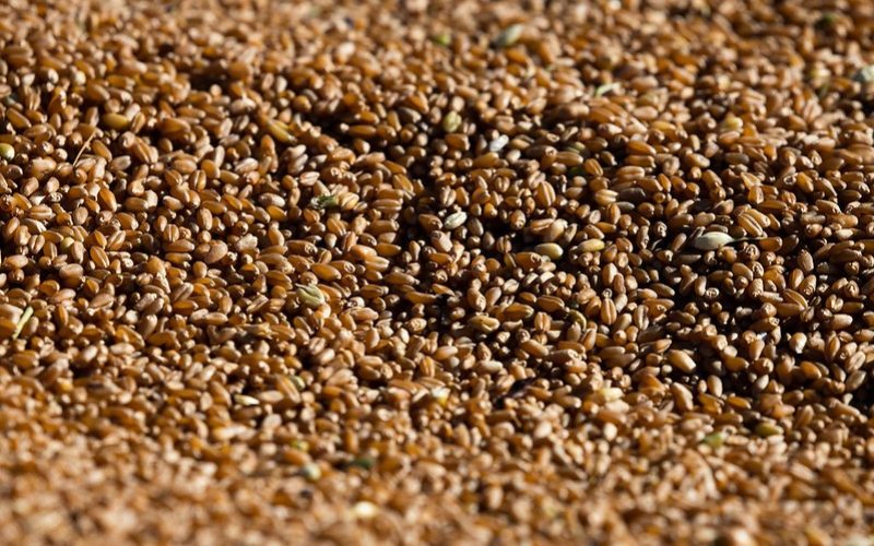 Trigo e soja avançam na abertura da bolsa de Chicago