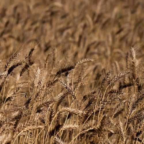 Safra de trigo da Argentina se aproxima do recorde