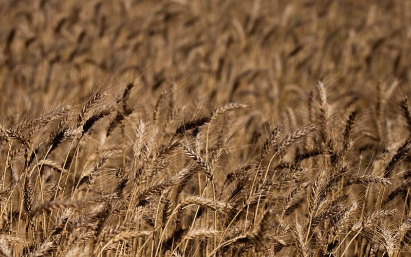 Produtores de trigo do RS e PR terão auxílio de R$ 67 milhões para comercialização