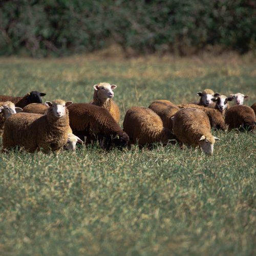 Registros de ovinos no Brasil sobem 5% e transferências avançam 6,5% em 2025