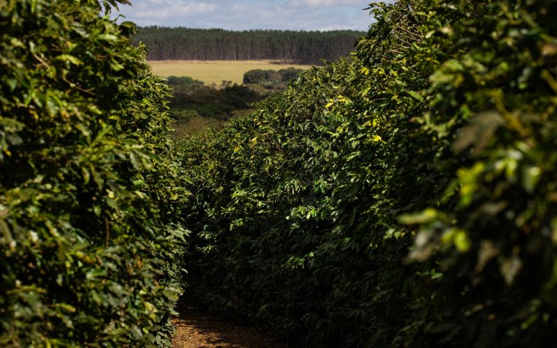Chuvas trazem alívio a produtores de café arábica, mas preocupam os de robusta