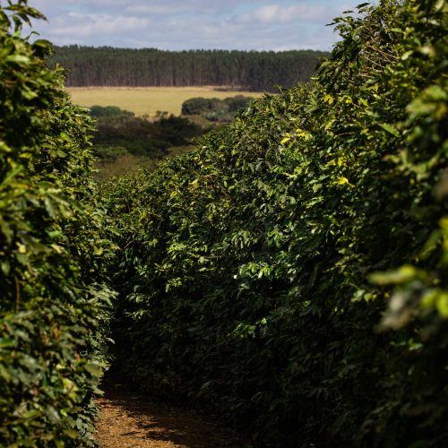 Chuvas ficam abaixo da média em áreas de cafezais em MG e SP