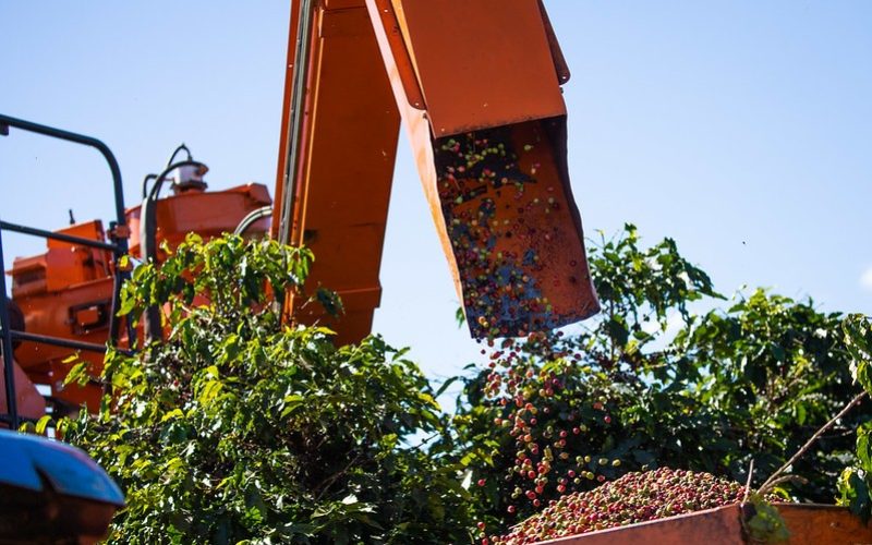 Café recua em Nova York à espera de notícias sobre a safra brasileira