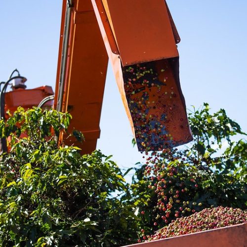 Exportações brasileiras de café para os EUA caem 47%; ouça o comentário