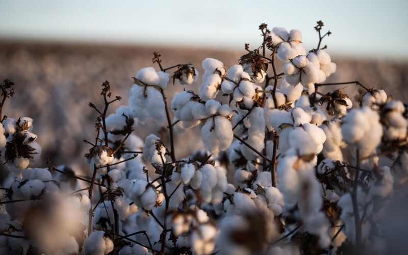 Lucro líquido da SLC Agrícola caiu 56,5% no segundo trimestre